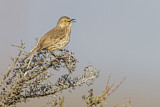 Image. Bergspottdrossel