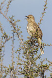 Image. Bergspottdrossel