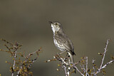 Image. Bergspottdrossel