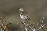 Image. Bergspottdrossel