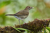 Image. Berlepschdrossel