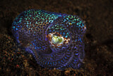 Image. Berry's Bobtail Squid