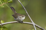 Image. Bewick's Wren