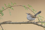 Image. Bewick's Wren