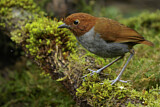 Image. Bicolored Antpitta