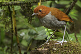 Image. Bicolored Antpitta