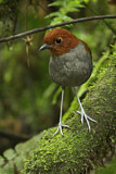 Image. Bicolored Antpitta