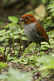 Image. Bicolored Antpitta