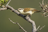 Image. Bicolored Wren