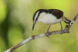 Image. Bicolored Wren