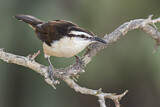 Image. Bicolored Wren