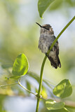 Image. Bienenelfe
