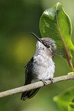 Image. Bienenelfe