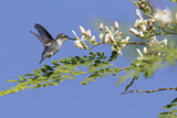 Image. Bienenelfe