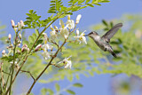 Image. Bienenelfe