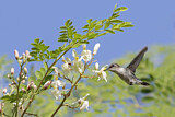 Image. Bienenelfe