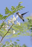 Image. Bienenelfe
