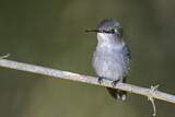 Image. Bienenelfe