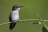 Image. Bienenelfe