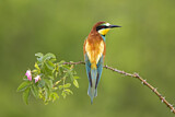 Image. Bienenfresser