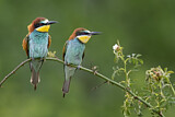 Image. Bienenfresser