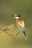 Image. Bienenfresser