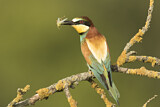 Image. Bienenfresser