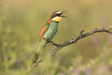Image. Bienenfresser