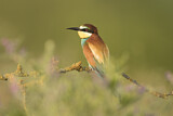 Image. Bienenfresser
