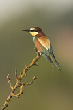 Image. Bienenfresser