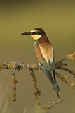 Image. Bienenfresser