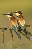 Image. Bienenfresser