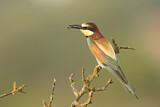 Image. Bienenfresser