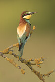 Image. Bienenfresser