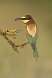 Image. Bienenfresser