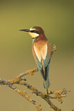 Image. Bienenfresser