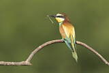 Image. Bienenfresser