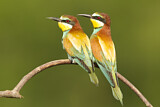 Image. Bienenfresser