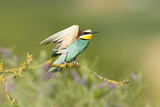 Image. Bienenfresser