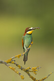 Image. Bienenfresser