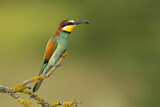 Image. Bienenfresser