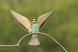 Image. Bienenfresser
