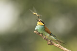 Image. Bienenfresser