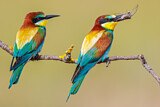 Image. Bienenfresser
