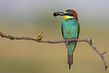 Image. Bienenfresser