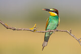 Image. Bienenfresser