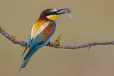 Image. Bienenfresser