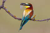 Image. Bienenfresser