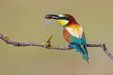 Image. Bienenfresser
