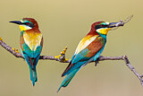 Image. Bienenfresser